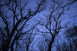 キヤノン RF15-35mm F2.8 L IS USM レビュー｜想像以上の高い汎用性が魅力 | ShaSha