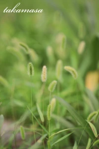 『【SIGMA 105mmF1.4 DG HSM Art×Canon EOS R】実写・作例』