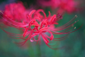 シグマ 35mm F1.2 DG DN Art レビュー｜シグマ初の開放F1.2単焦点レンズ！ | ShaSha