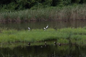 EOS R10で鳥撮りに行ってきました。