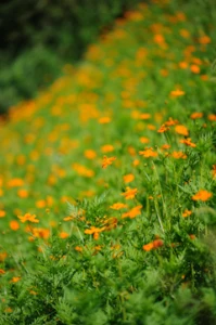 SIGMA APO MACRO 150mm F2.8 EX DG OS HSMレビュー3-ボケ味、色収差編