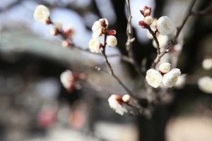 【レンズレビュー】シグマ「Art 24mmF1.4DG HSM」で早春の京都を撮ろう！
